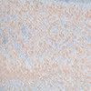 color - Hazel Dawn